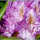 Rhododendron