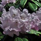 Rhododendron..........