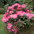 Rhododendron