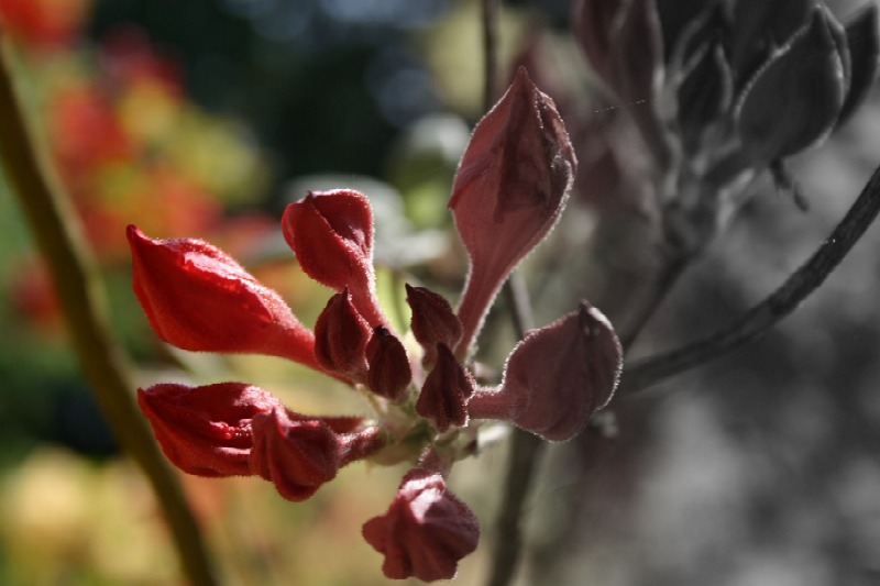 Rhododendron