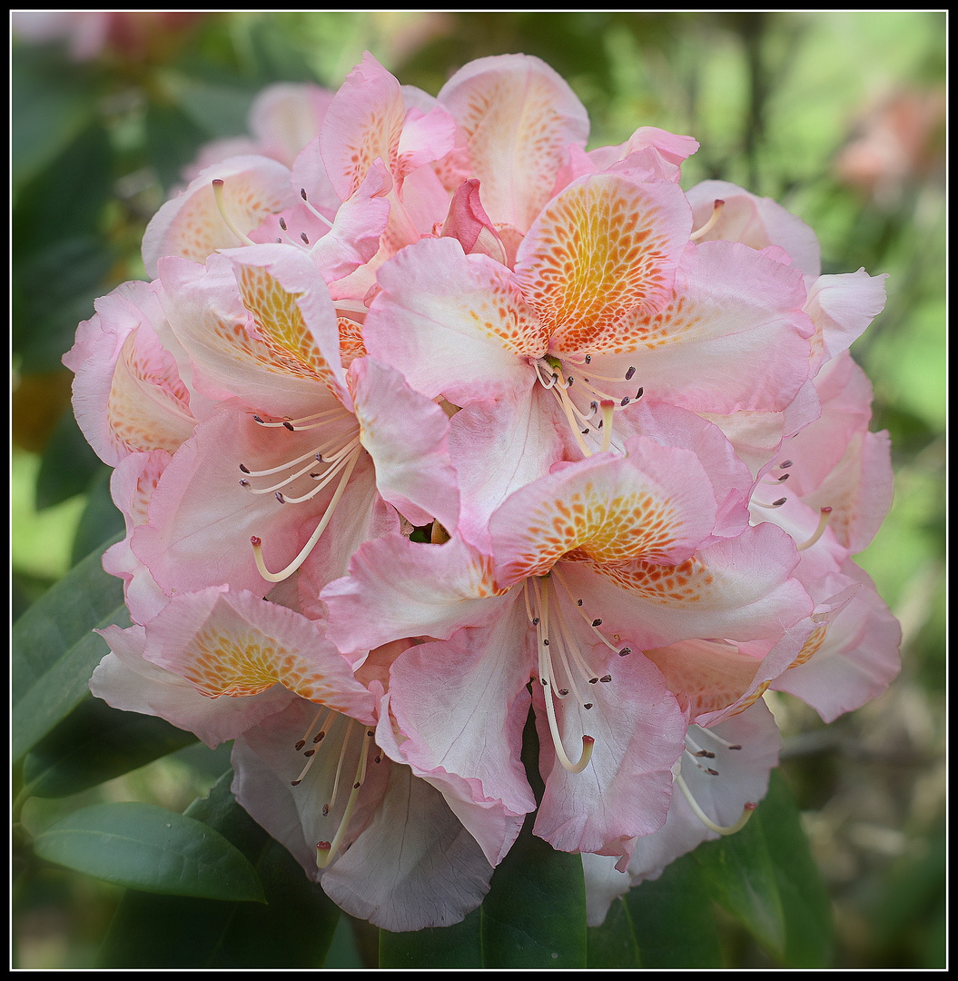 rhododendron