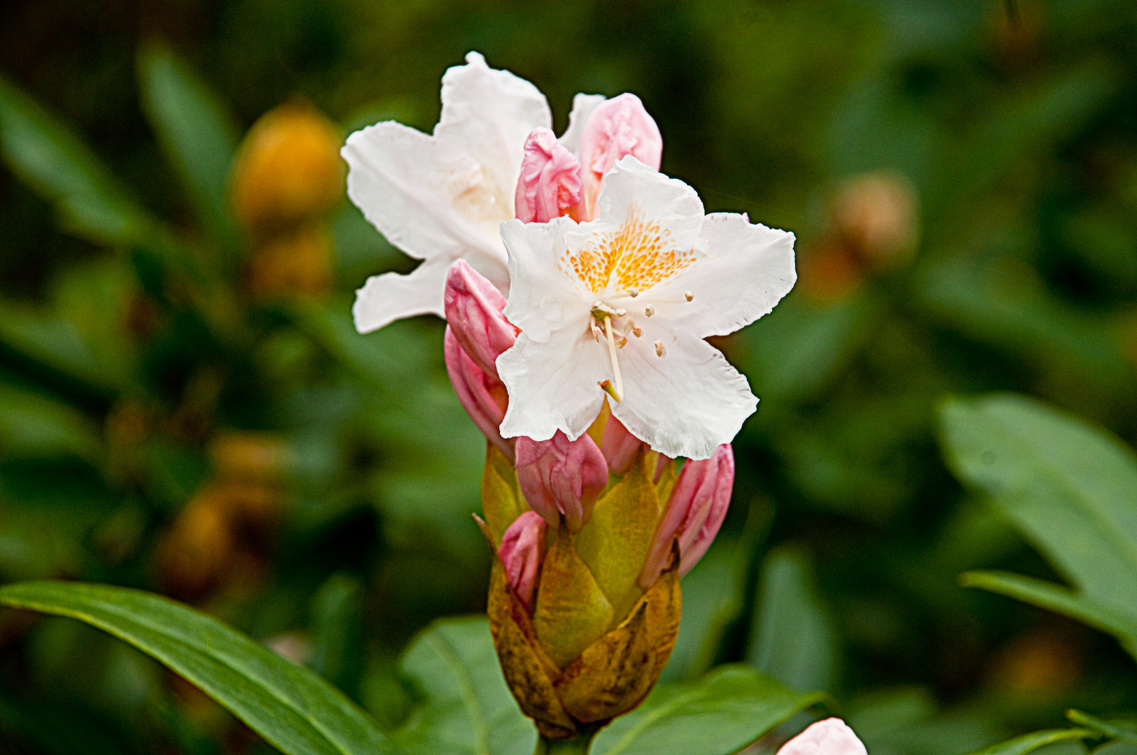 RHODODENDRON 3