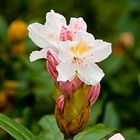 RHODODENDRON 3