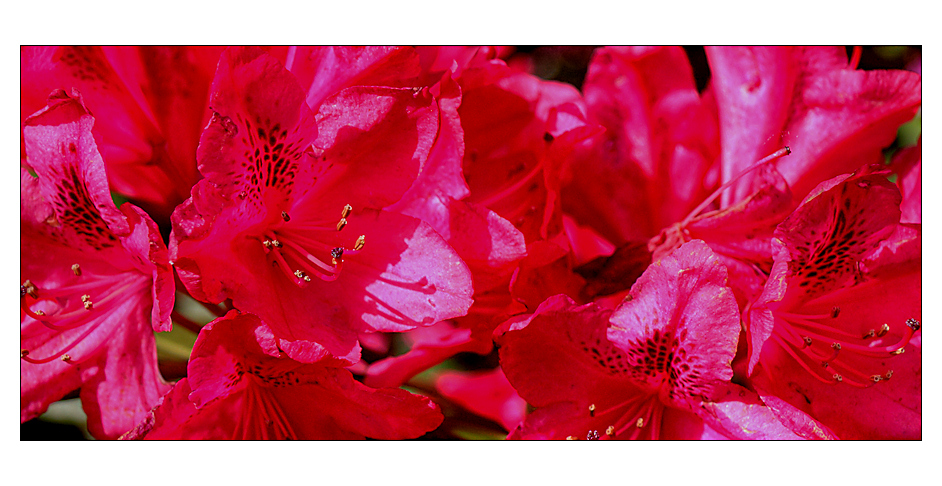 rhododendron ... (3)