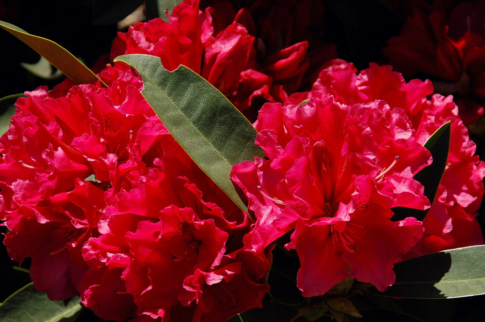 Rhododendron (3)