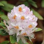 Rhododendron -3-