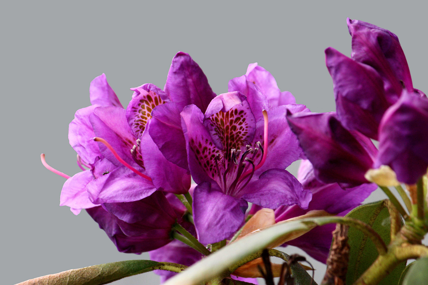 Rhododendron 3