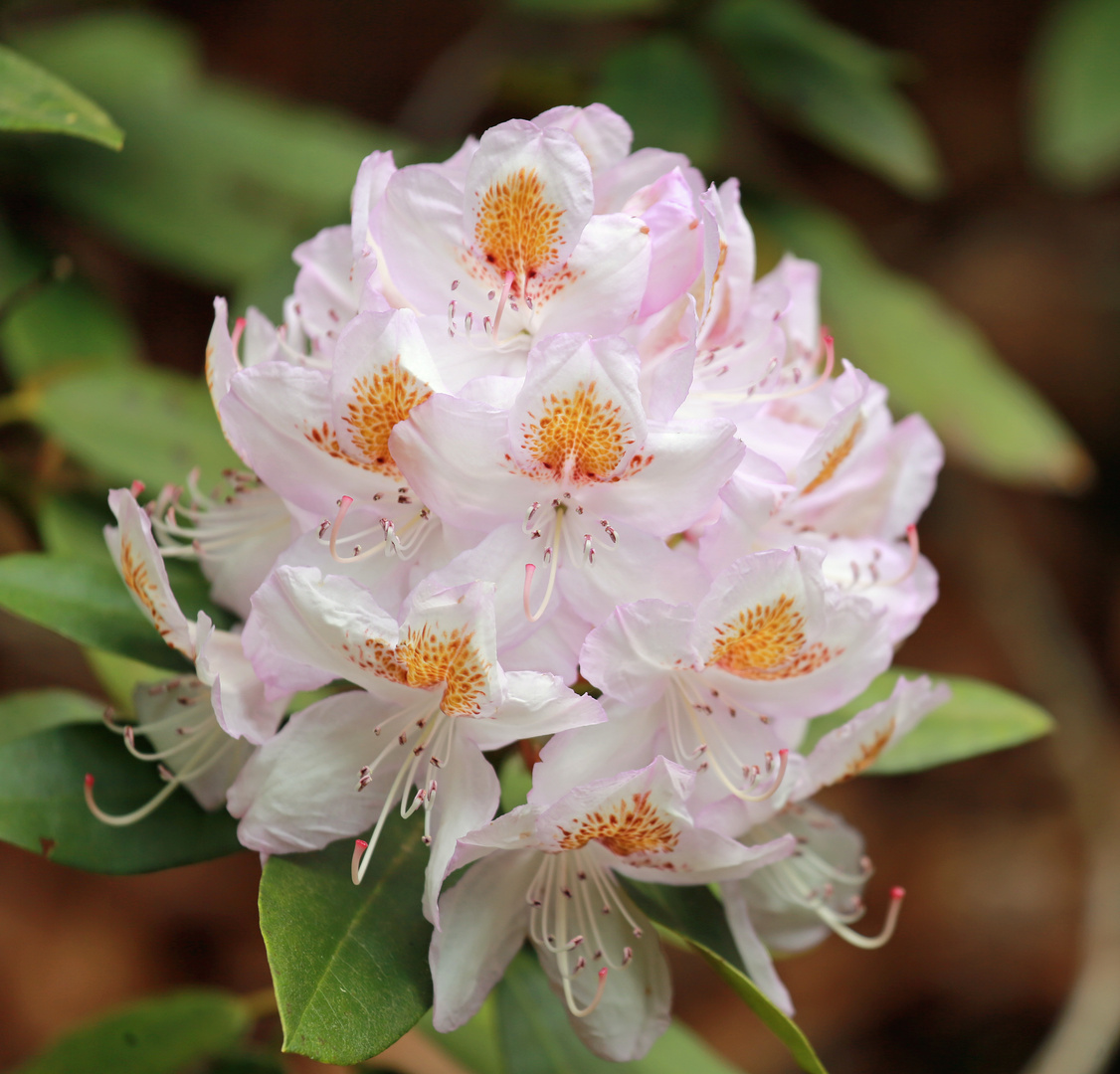 Rhododendron -3- rosa Blüte