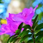 rhOdOdendrOn