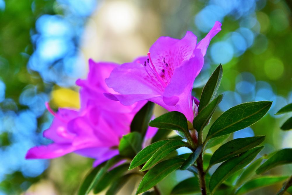 rhOdOdendrOn