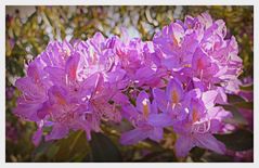 rhododendron