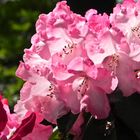 Rhododendron