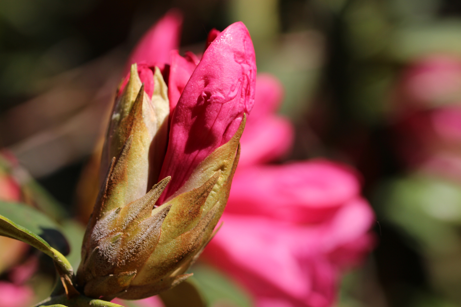 Rhododendron