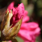 Rhododendron