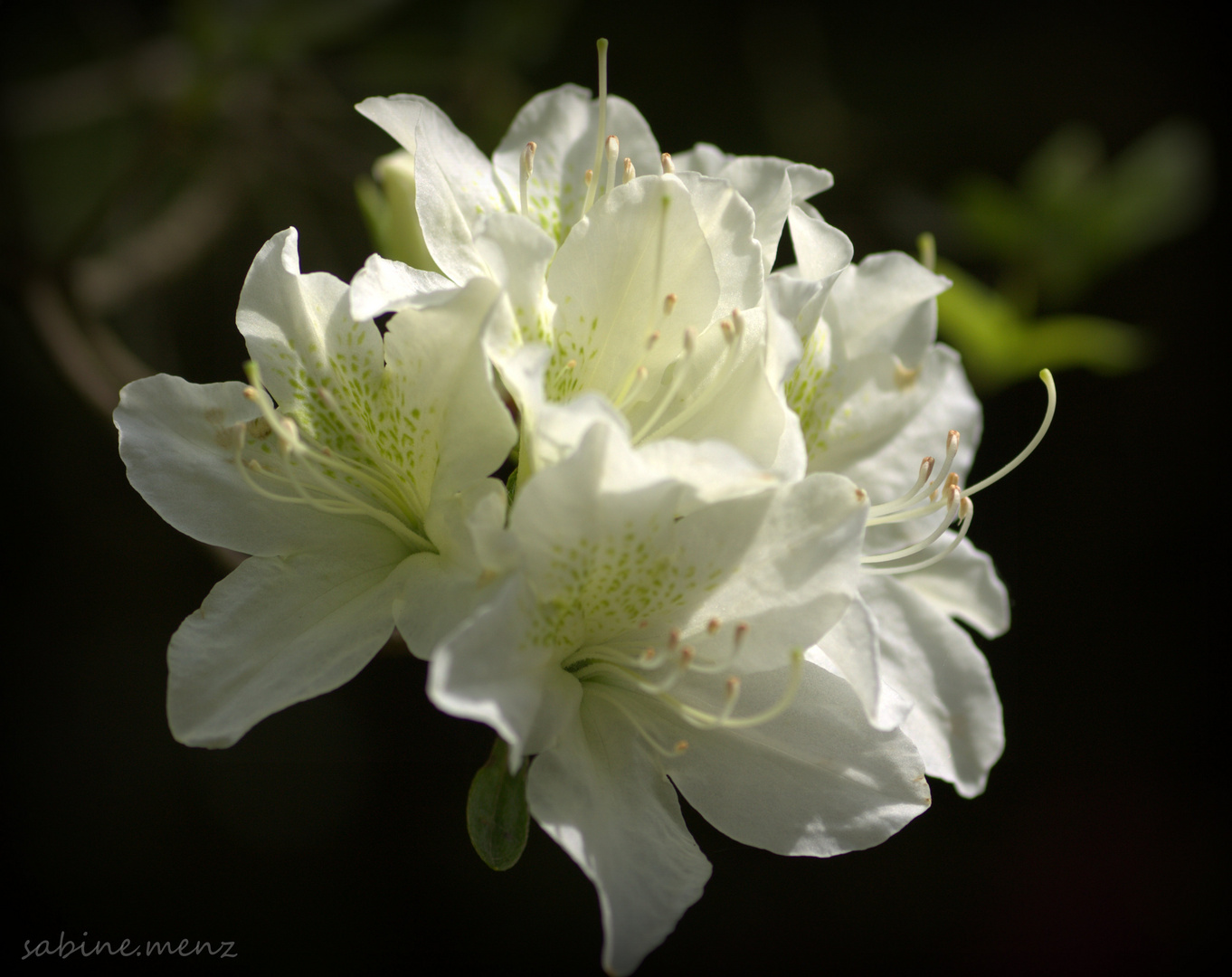 Rhododendron