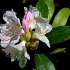 Rhododendron