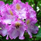 Rhododendron