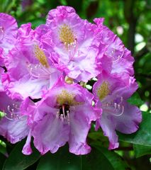 Rhododendron