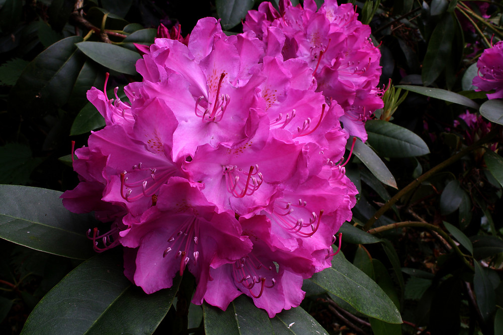 Rhododendron