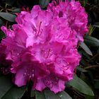 Rhododendron