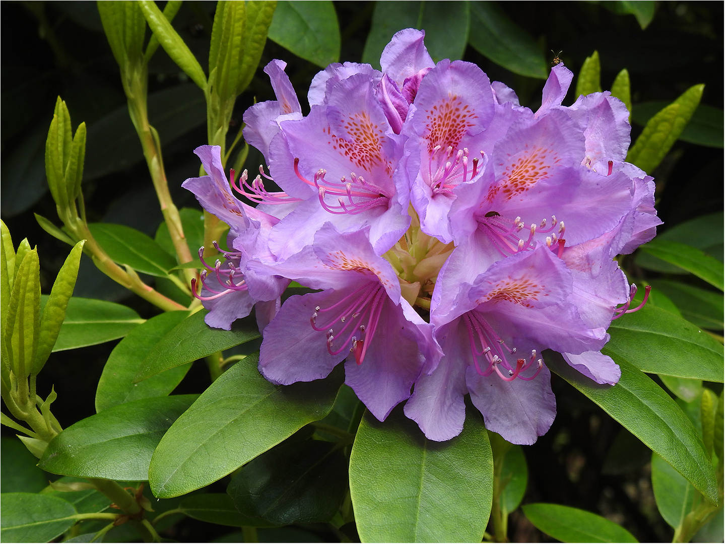 Rhododendron Foto & Bild spezial, frühling, natur Bilder auf