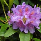 Rhododendron