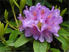 Rhododendron