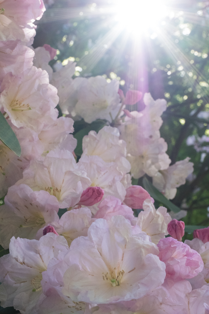 Rhododendron