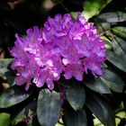 Rhododendron