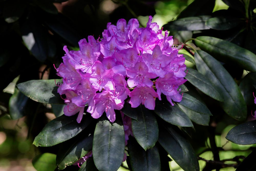 Rhododendron