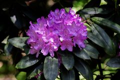 Rhododendron