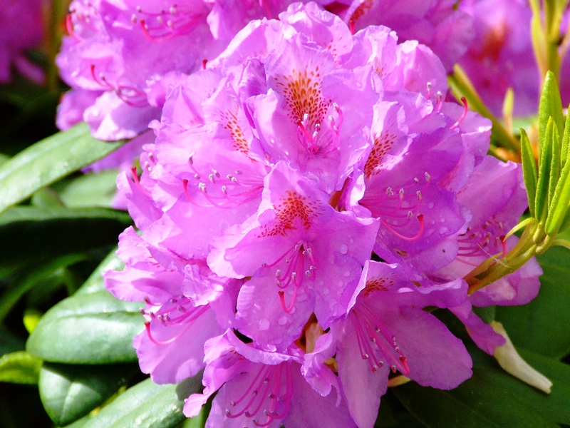 Rhododendron