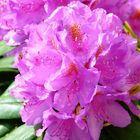 Rhododendron