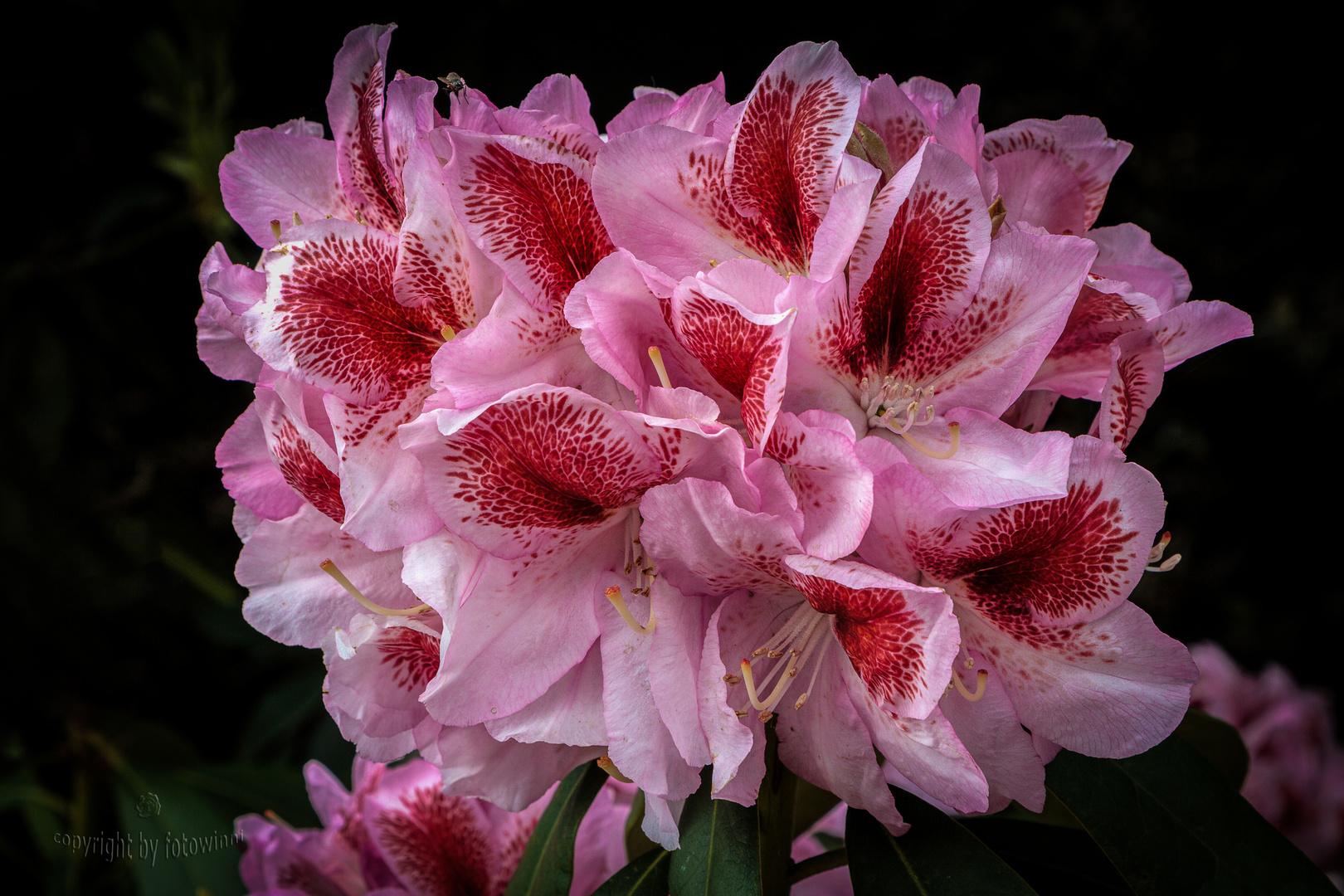 Rhododendron