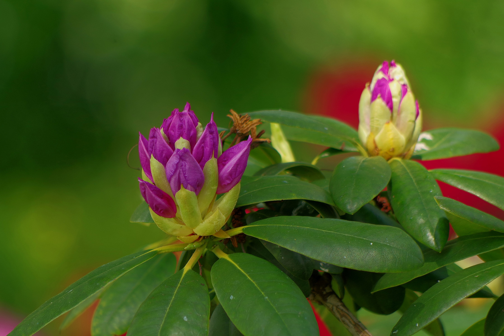 Rhododendron