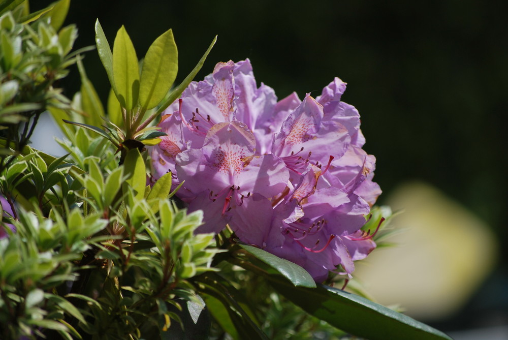 Rhododendron