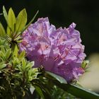 Rhododendron