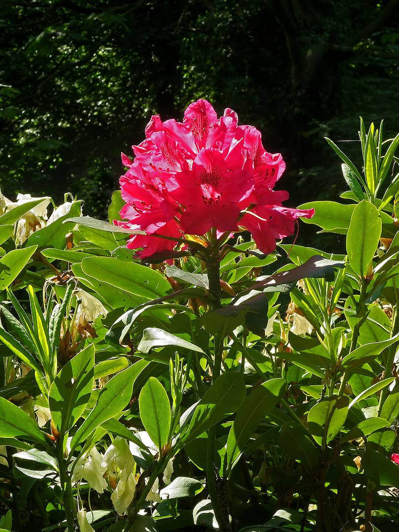 Rhododendron