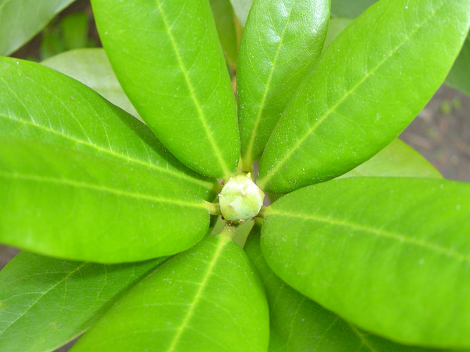 Rhododendron