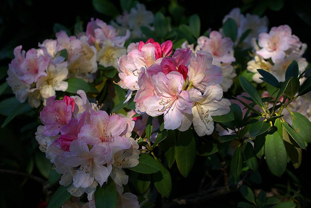 Rhododendron