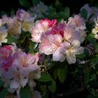 Rhododendron