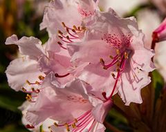 Rhododendron