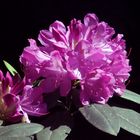 Rhododendron