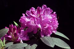 Rhododendron