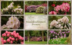 Rhododendron