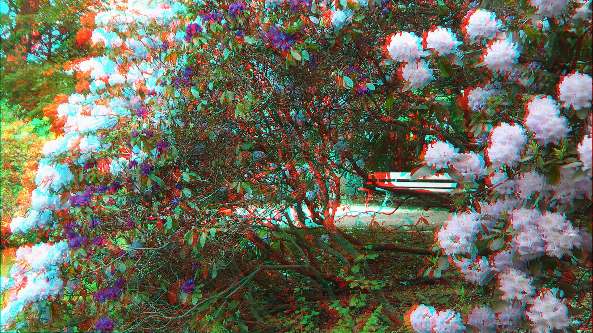 Rhododendron 3D (Ana u. Link zur MPO)