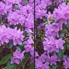 Rhododendron (3D)