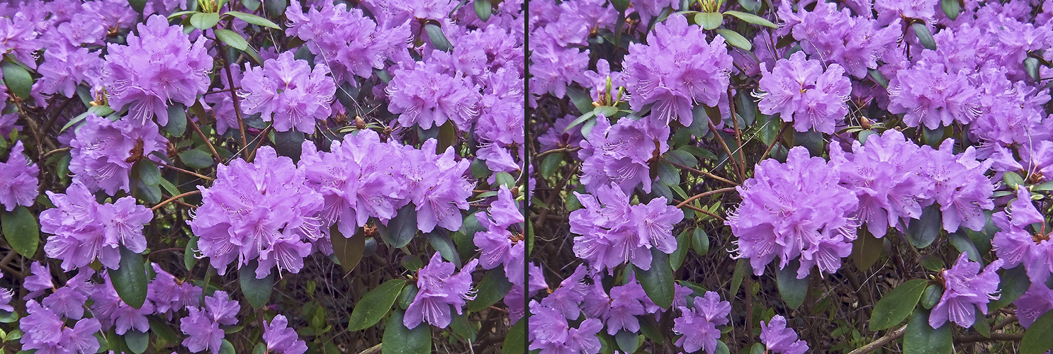 Rhododendron (3D)