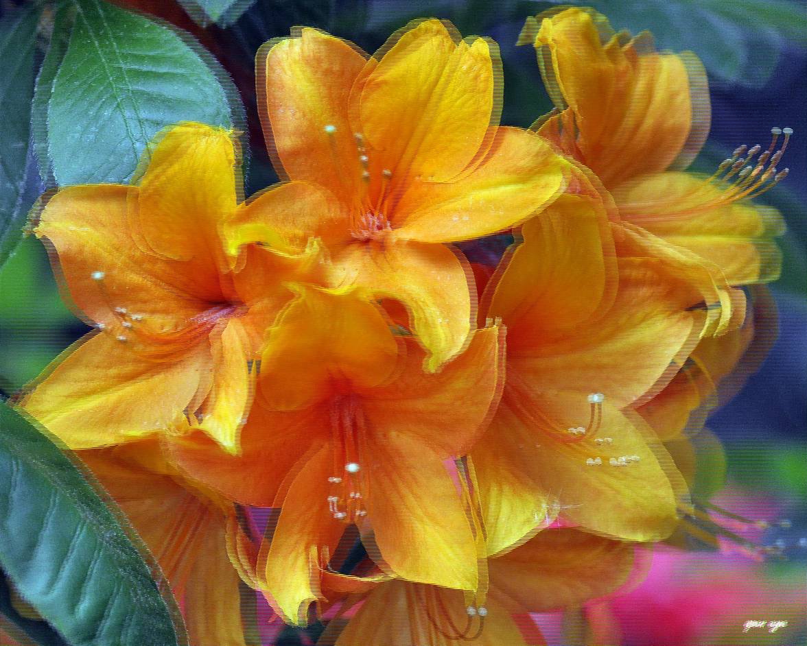 Rhododendron - 3D Interlaced