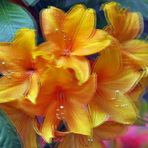 Rhododendron - 3D Interlaced